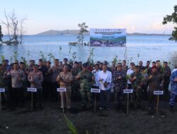 5000 Mangrove Ditanam di Mamuju