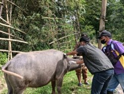 Cegah Penyebaran PMK, DTPHP Sulbar Lakukan Vaksinasi di Enam Kabupaten