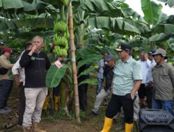 Pemprov Sulbar Kunjungi Pusat Perkebunan Pisang Cavendish di Bone