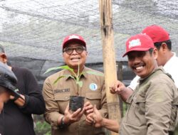 Pemprov Sulbar Genjot Pengembangan Pisang Cavendish dan Pisang Kepok