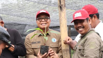 Pemprov Sulbar Genjot Pengembangan Pisang Cavendish dan Pisang Kepok