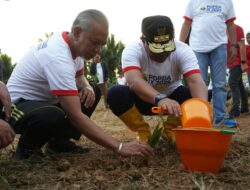 Mamuju Tengah Pilot Projects Pengembangan Pisang Cavendish