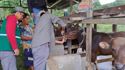 Dinas TPHP Sulbar Cek Kesehatan Hewan Kurban Jelang Idul Adha