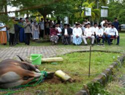 Rayakan Idul Adha, Pemprov Sulbar Sembelih 15 Ekor Sapi Kurban