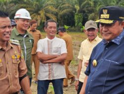 Menanam Pisang Cavendish Makin Diminati Warga Sulbar, Pj Bahtiar Hadiri Tanam Pisang di Pasangkayu