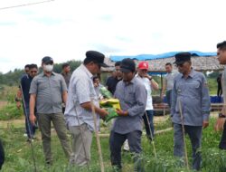 Sepulang Dari Bulukumba, Pj Bahtiar Kunjungi Perkebunan Hortukultura Batupanga Polman