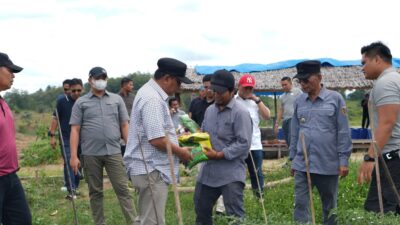 Sepulang Dari Bulukumba, Pj Bahtiar Kunjungi Perkebunan Hortukultura Batupanga Polman