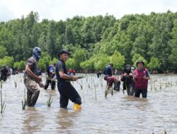 Sulbar Kompak Tanam Mangrove Menyambut HUT ke 20 Tahun