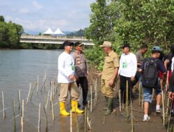 Sepekan Menanam Mangrove Meriahkan HUT ke 20 Provinsi Sulawesi Barat