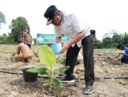 PJ Bahtiar Tinjau Lokasi Pengembangan Pisang Cavendish