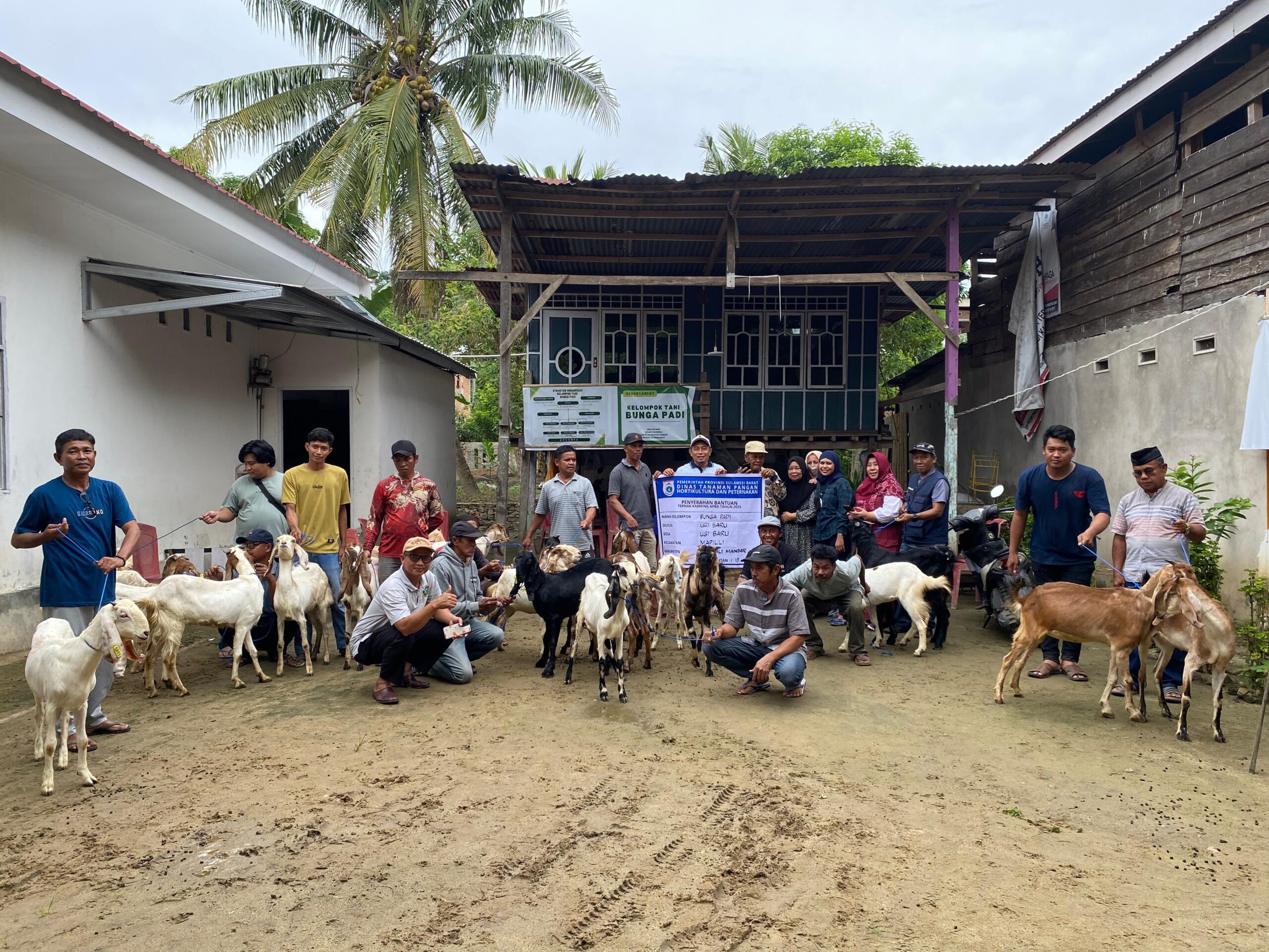 Bangkitkan Ekonomi dari Kandang: 1.870 Ekor Kambing Disalurkan untuk Peternak Sulbar