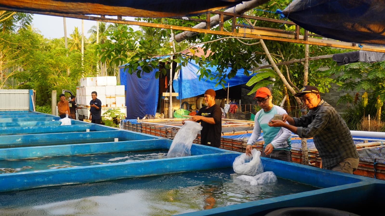 DKP Sulbar Salurkan Bibit Ikan Nila Kepada UPR di Pasangkayu dan Mamuju Tengah