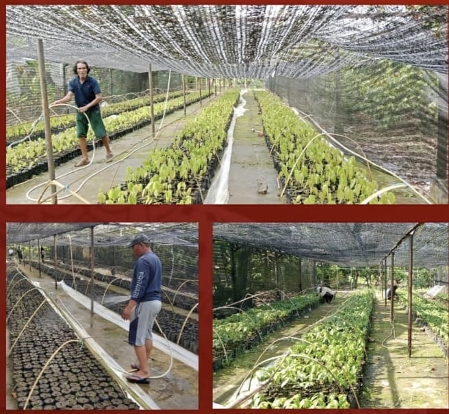 Dinas Perkebunan Sulbar Produksi 10.000 Bibit Kakao Unggul ICRI 08H untuk Petan